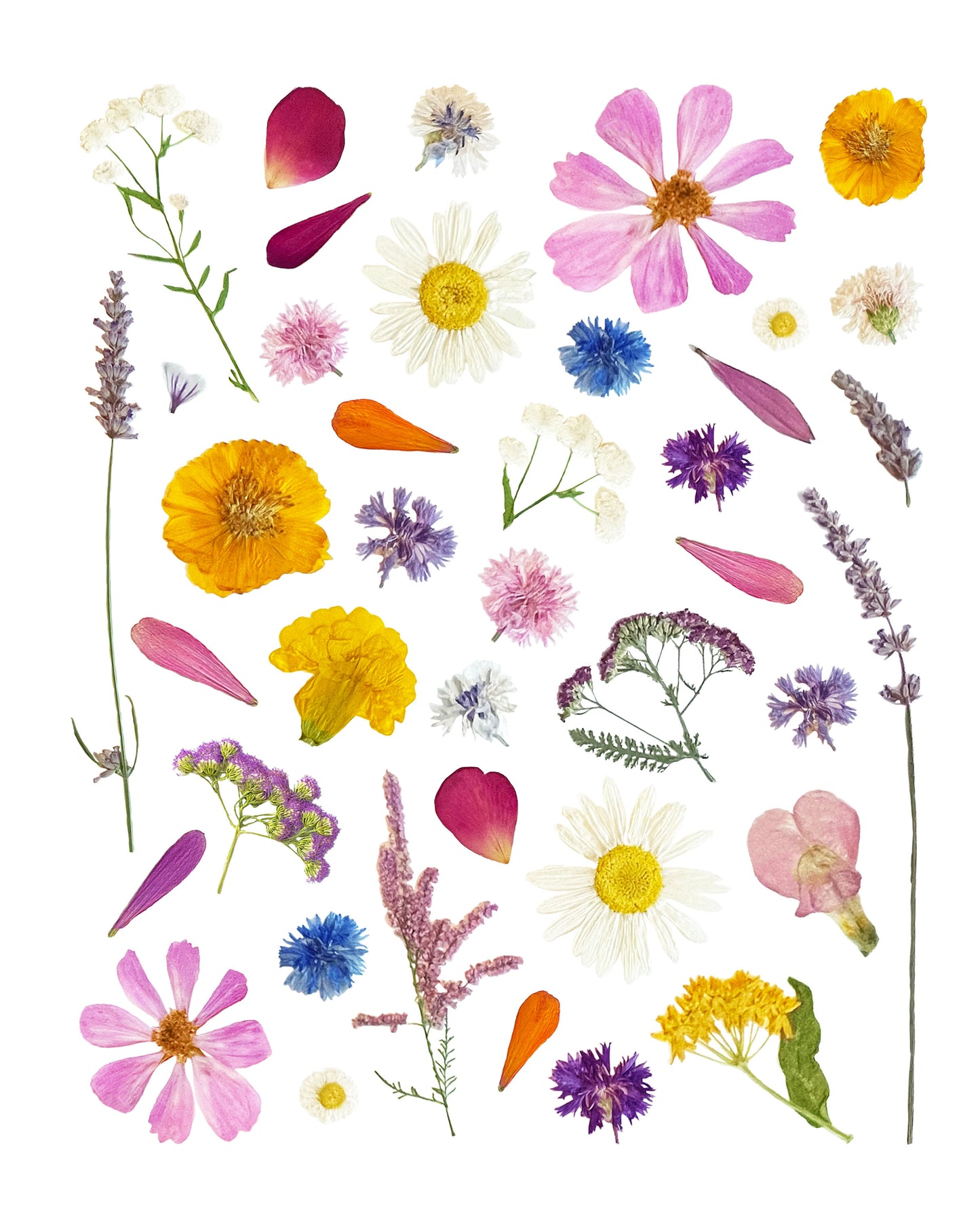 Summer Flowers