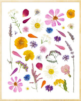 Summer Flowers